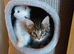 Maine Coon Kittens For Sale Ready Now