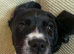 9 week old female springer spaniel