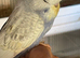 Tame baby budgies straight from parents