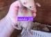 Ferret kits. Jills and hob