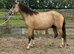 Newforest gelding