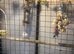 8 White Java Sparrows for sale