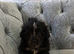 Bichon Shih Tzu Puppies Available
