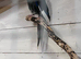 Breeding pair proven kakarakis