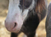 Registered section a , two year old gelding