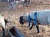 Suffolk rams