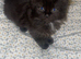 Female Kittens for sale