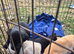 5 chunky little labrador pups. Northern ireland, co.down