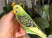 Hand tame female baby budgie