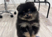 Stud Pomeranian available