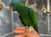 Ready Now HandReared Super Tame Eclectus Parrot,7