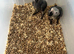 Selling baby handreared African greys