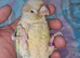Hand rare baby Conure