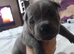 Sharpei Cross staffie