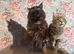 Maine Coon Kittens Pedigree Registered