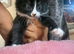 Kittens READY NOW
