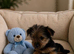 Yorkshire terrier pups