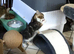 Beautiful Kittens for sale