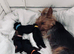 Tiny Yorkshire Terriers