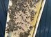 9 Frames Langstroth Nuc - Buckfast 2026 Mated Colonies.