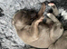 Whippet Puppies For Sale