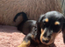 Stunning long haired dachshund puppy shaded red ready now