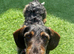 Wirehaired Dachshund Bitch