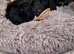 PRA CLEAR SHOW CLASS RED COCKAPOO
