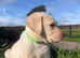 Beautiful Labrador puppies chocolate and yellow