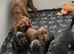 K C registered cocker spaniels for sale