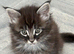 Large MaineCoon