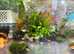 Beautiful small Platy, Guppy,shrimps &Bristlenose Pleco &ndash;from home Hobby Tank