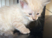 Lovely cute Siameese cross  Maincoon