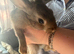Mini Rex rabbits please read full add