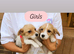Miniature Jack Russell + Maltese