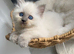 Ragdoll kittens