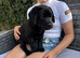 Kc reg lab pups looking for new homes
