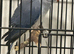 Ring Neck Blue Mutation - 6 months old