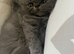 Gorgeous Persian kittens looking for homes