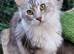 4 year old female maine coon