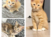 Ready to leave! BRITISH SHORTHAIR X KITTENS