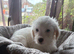 Cockapoo x