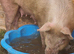 3x pigs for new homes