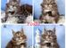 TICA registration Maine coon kittens