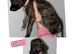 Lurcher puppies for sale