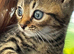 Stunning grey and beige tabby’s part Maine coon