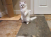 Beautiful Pedigree Chinchilla Persian Kitten