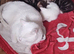 2 Beautiful Khao Manee x Turkish Angora kittens for sale