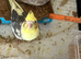 Hand-Reared Cockatiel Chicks – Taking Reservations Now!