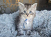 5 beautiful mainecoon kittens available